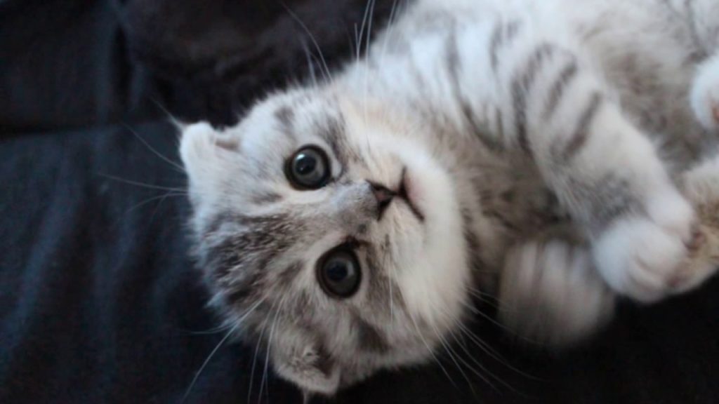 スコティッシュフォールド