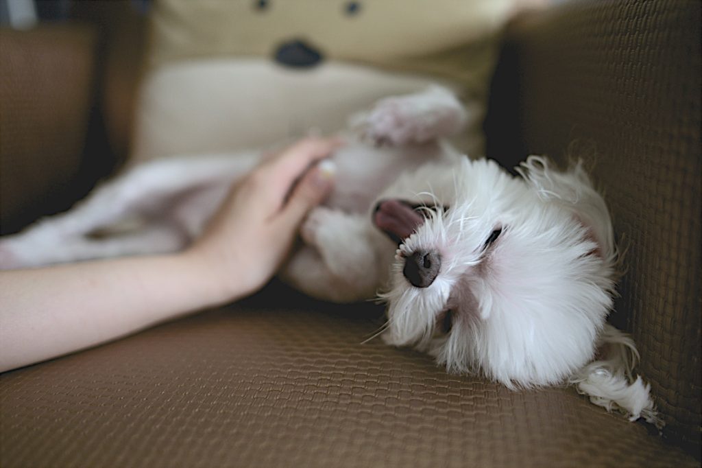 子犬